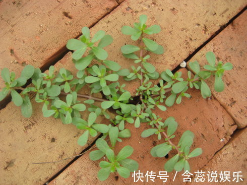 地头|农村地头有一种野草,可是女人的福音,常吃对身体有很多好处!