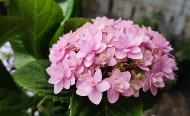 绣球长出花苞,别做“4件事”,否则花头小,甚至落花苞