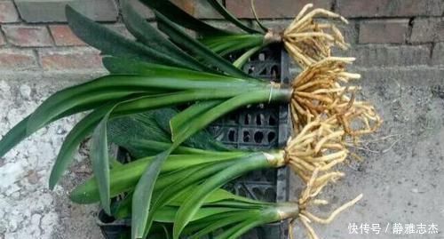 养分|养花换盆:废弃的旧土怎么处理?掺入这3样东西,可再次使用