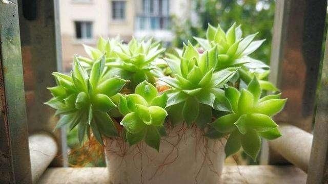 休眠期|立秋之后,4步轻轻叫醒“休眠”的花,缓过劲来猛长芽