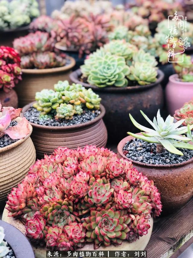 爱多肉，爱生活，我们是一群快乐的养肉人！