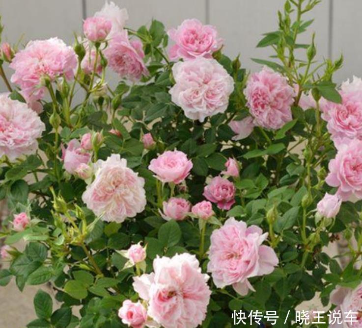 4种花，是花卉中的“劳模”，花姿妖娆，四季繁花似锦，美