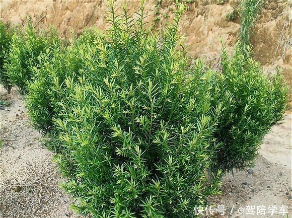 从来不黄叶,人称“长寿树”,家中养棵“它”,红红绿绿贼好看!