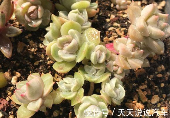 养花人,要学会“以花养花”,学着繁殖幼苗,幼苗也可以售卖