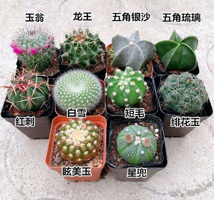 叶子|九种养不死的花,绿萝只能排最后一名,再养不活只能买假花了