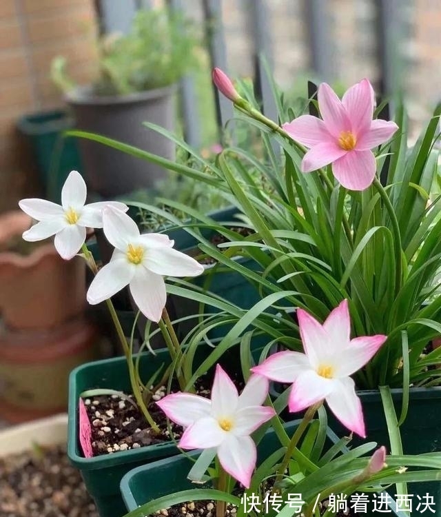植株|这种花超好养,不怕日晒雨淋,家里养几盆,繁花满枝,清新又养眼