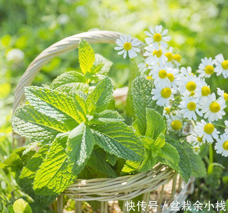 养成片|为什么薄荷值得养?价格低、成活率高,新人栽种轻松养成片