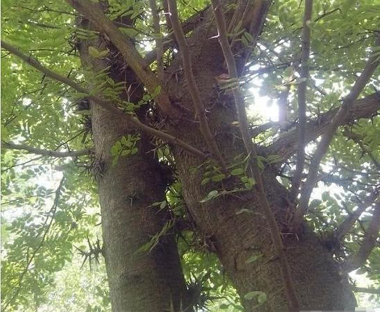 用降|穆桂英大破天门阵为什么要用降龙木?说出来你都不一定会相信