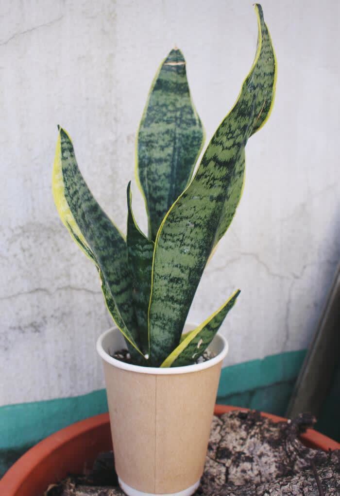 家中的“气氛组”非它们莫属,高大绿植太优秀了,养起来