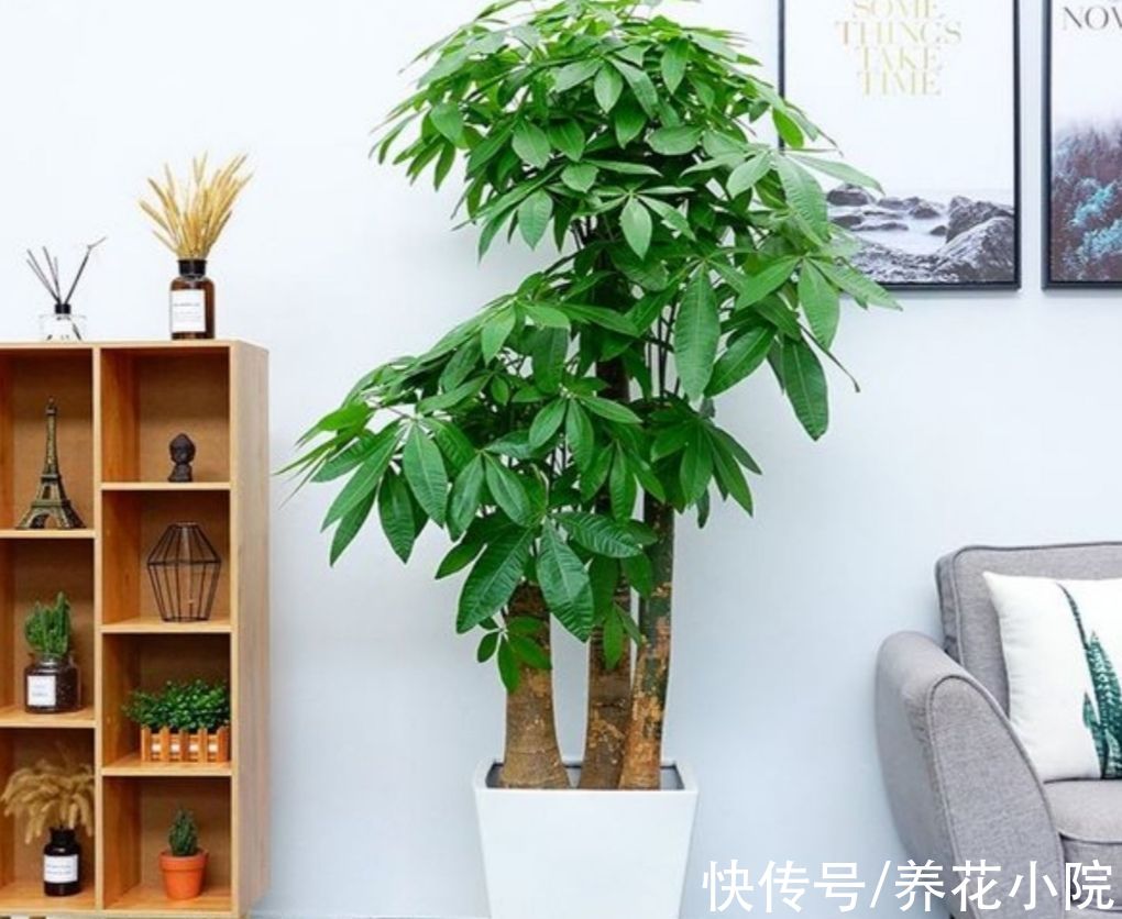 旺财|5种“旺财植物”，养在家里漂亮美观，寓意又好