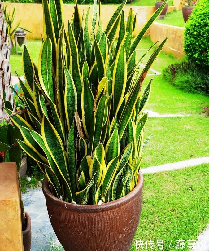 侧芽|冬天虎皮兰,正在“虚弱期”,注意3个要点,小芽一个接一个