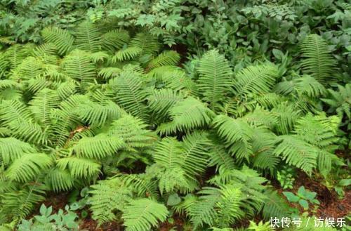 叫做“广东菜”，却生长在东北，如遇到，一定别错过