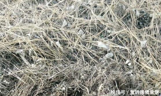 花盆里加点这个,不烂根不黄叶,轻松养满盆