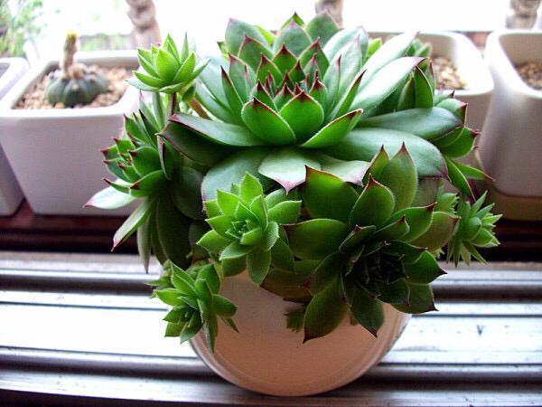 常容易|这4种盆栽,简单漂亮好养活,新手也可从1棵养到10棵,阳台放不下