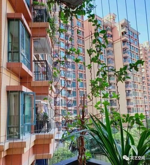 盆栽养花，花也养人，家里有老人小孩，多养这三种花！