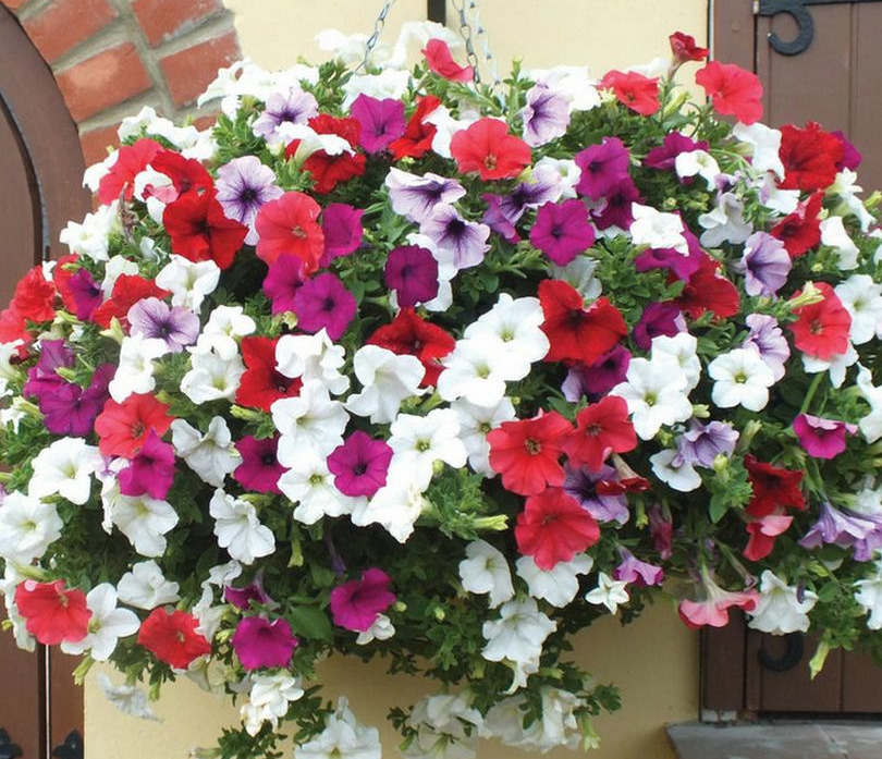 这5种花，吊起来养，开成花球，花多到看不到叶子！