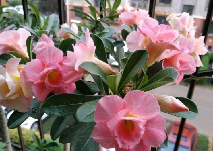 心叶日中花|4种花养家里,多姿多彩、美轮美奂,不用管也能长得旺,开花不断