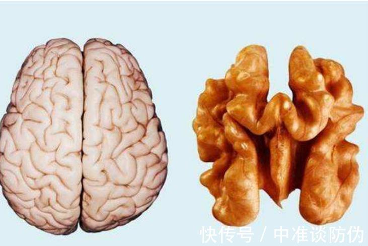 dh吃核桃真的能补脑吗？