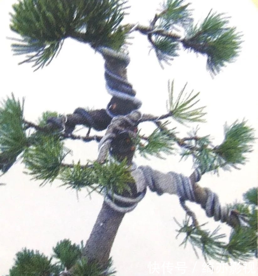 台长|五针松造型以吊扎为主,结合修剪,以求“回旋盘曲”!