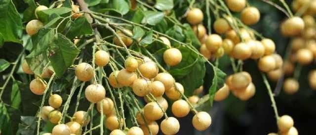 南方特有的水果,北方人不敢下口,南方人却爱不释口