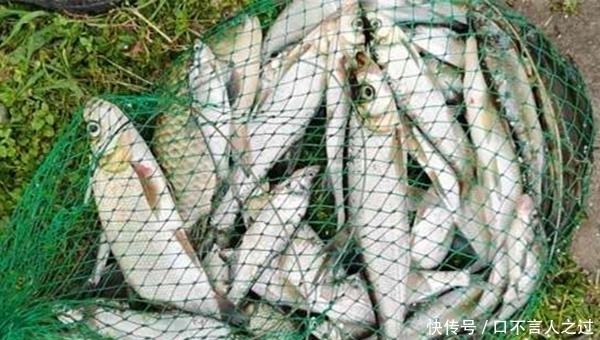 翘嘴连竿|夏天水库手竿钓翘嘴,注意这些要点,翘嘴连竿上,狂拉到手酸