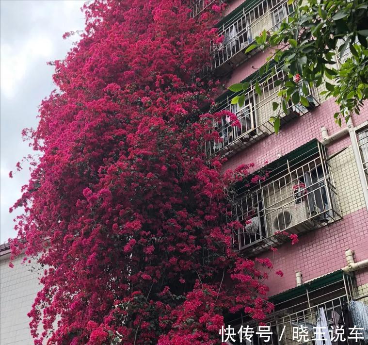 大约到冬季,三角梅做“3件事”,冰天雪地里,一样爆大花