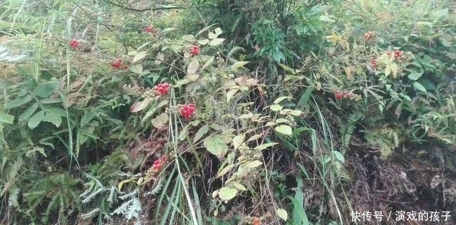 果子|農村沒人吃的果子,城里人想吃都買不到,好吃又是慢性肝炎福音