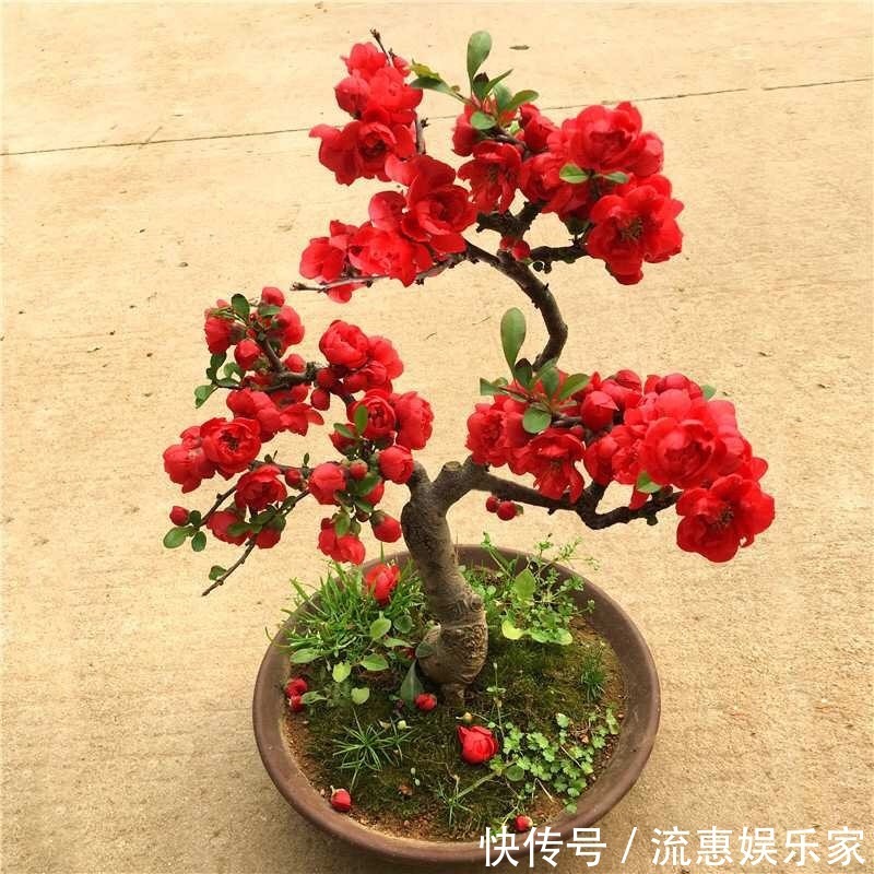 鲜艳|1种“长寿花”可以做盆景,年年开红花,鲜艳芳香、越养越贵