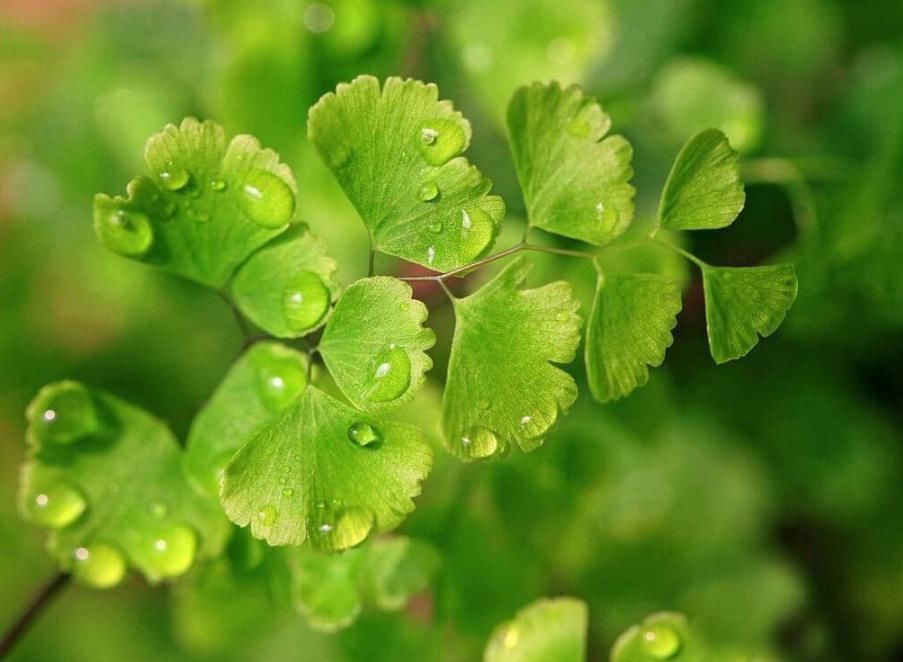 家有烟鬼养这4种花,释放氧气净化空气,就是二手烟的克星