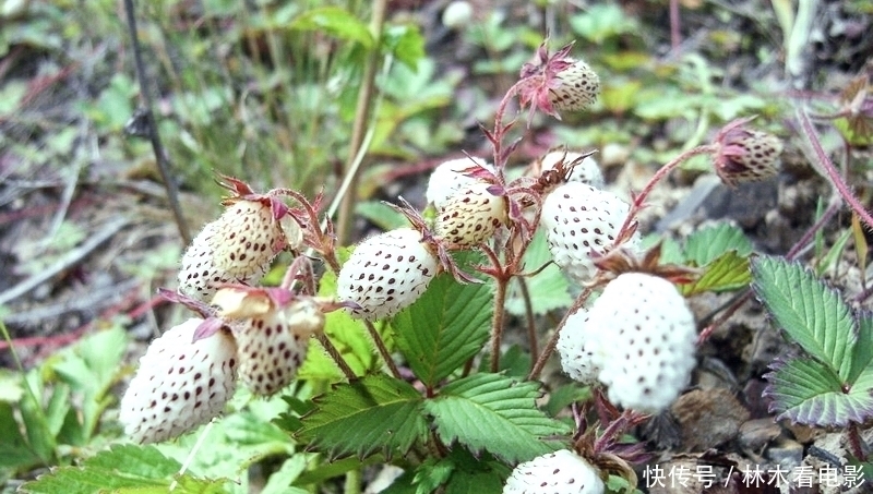  水果|常误认含毒不能吃，却香甜如蜜，一斤卖30元，可惜农村少见