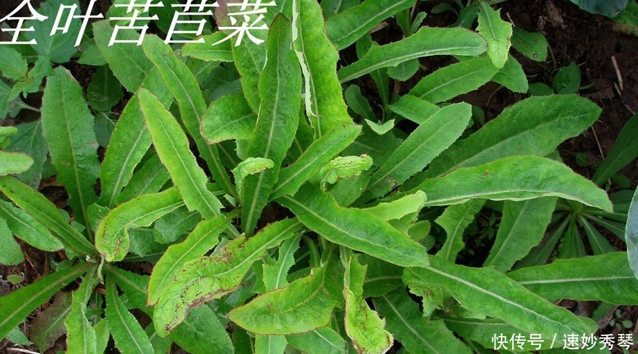 野生苦菜知多少，看图识苦菜