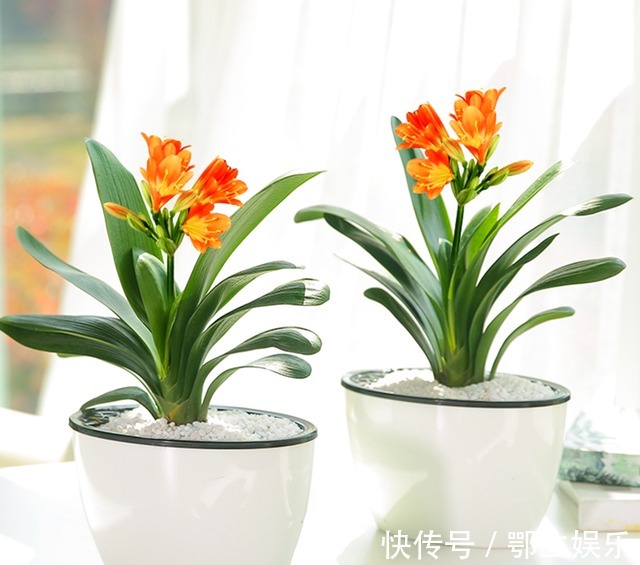 蚯蚓|养花不用施肥,将此物扔盆栽里,叶子又绿又亮,花开爆盆