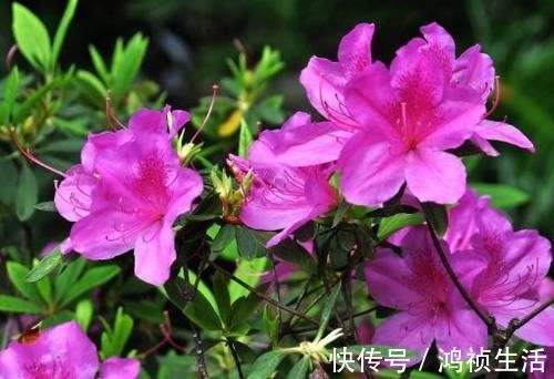 花友|养此4种花，插枝就能活，养护容易，全年开花，室内也能种
