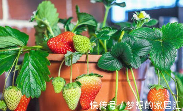 阳台上|真实的阳台种菜经历，翻车血泪史大放送