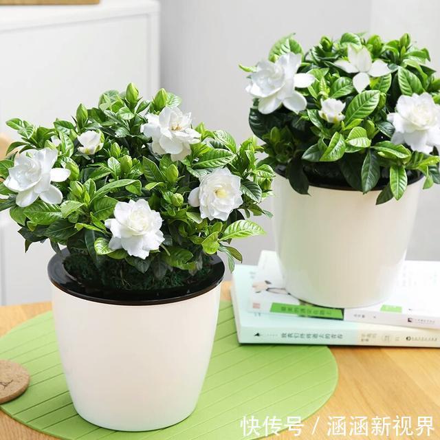 花蕾|买回来不久的栀子花换盆后掉花蕾,叶脉绿色叶片发黄怎么办