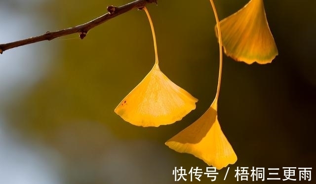 章雪芳|史耀华：秋声十八首