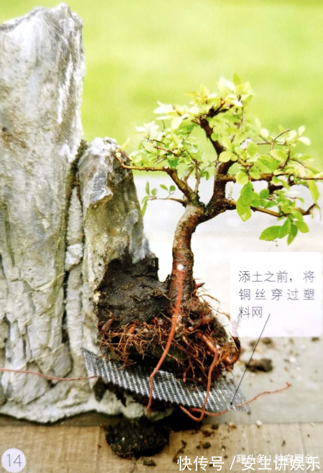 阳台上|山水盆景不是非“水”不可,看山石与树木如何演绎一道山水盆景!