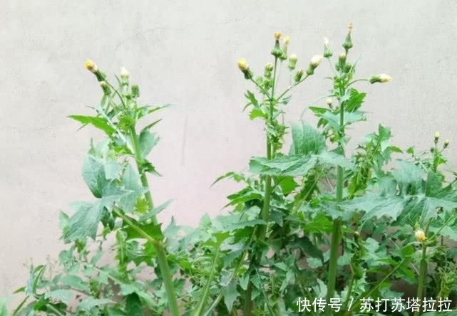 大家伙|农村有一种野草，是夏季的必备蔬菜，能够清热祛暑，可别错过了！