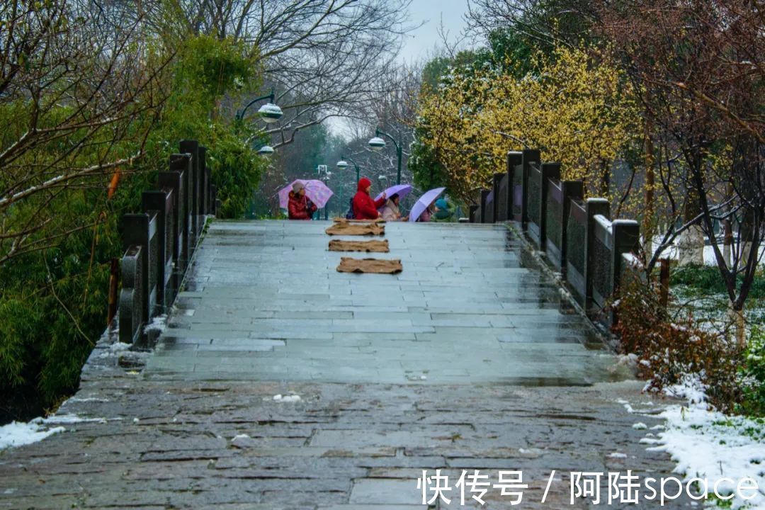 西溪|踏着雨雪寻梅，到西溪绿堤再合适不过，可惜花儿盛开还得等年后