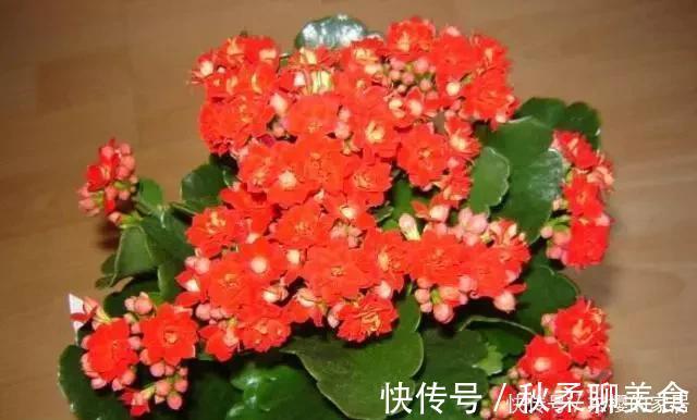 养花旧土别丢,掺入这“3样”,肥得流油不板结,养花太旺了