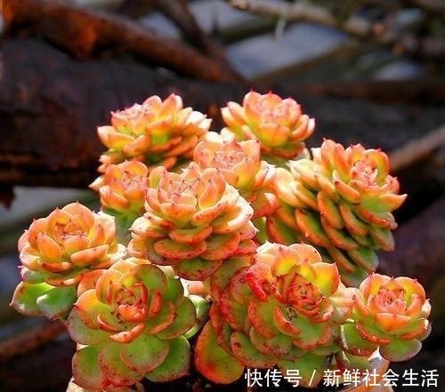 养多肉,就养这“6盆”,越长越肥,颜色越来越好看,太美了!