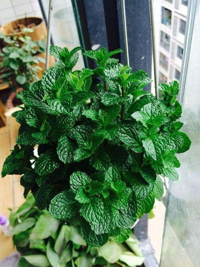 5种花卉，叶子臭味大，开花美醉了，炒菜太好吃了