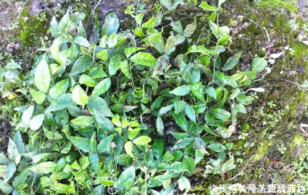 農(nóng)村一種“長腿”的草，老人們稱為“仙藥”，現(xiàn)在城里一斤600元