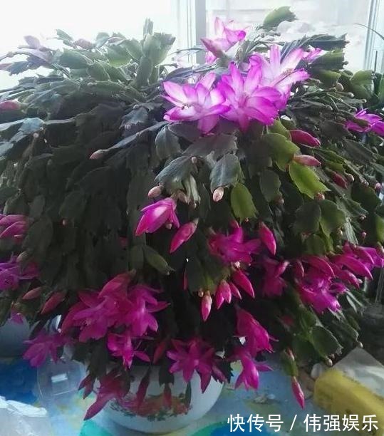 盆栽|嫁接、盆栽蟹爪兰该注意什么2步管理到位,茎叶嗖嗖花开不停