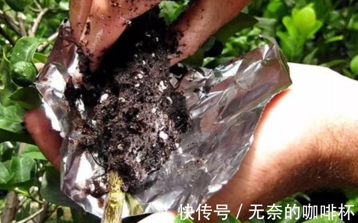 大蒜|别花钱买生根水给植物泡了,拿这些代替,既有趣又实用