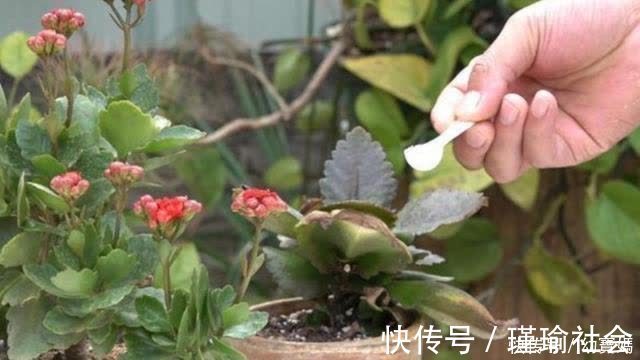 枝叶|长寿花开完花，马上给它做“3件事”，很快再次孕蕾开花