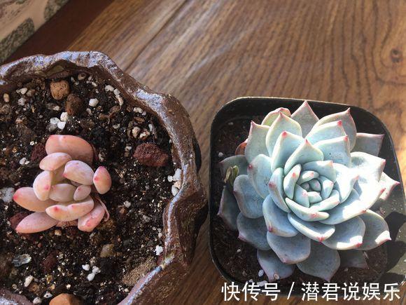 浇水|多肉一化水就死，邻居奶奶这样处理，才第三天叶子就翠绿了