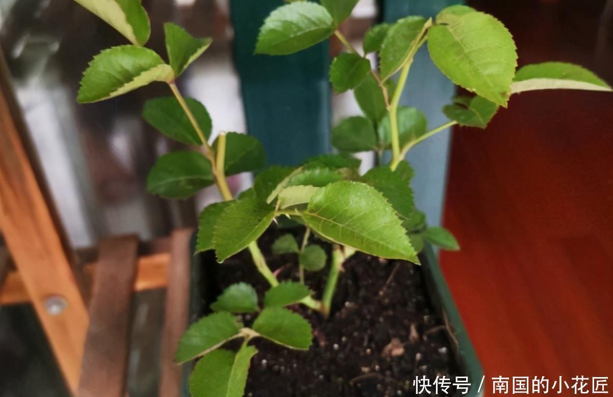 爆盆|把果汁阳台从小苗养到爆盆，只要两招，不仅花多颜色也美