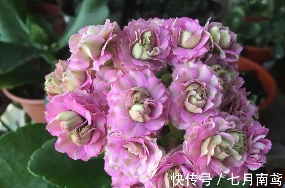 让长寿花复花,“喷、剪、晒”同步进行,1个月花苞挤满盆!