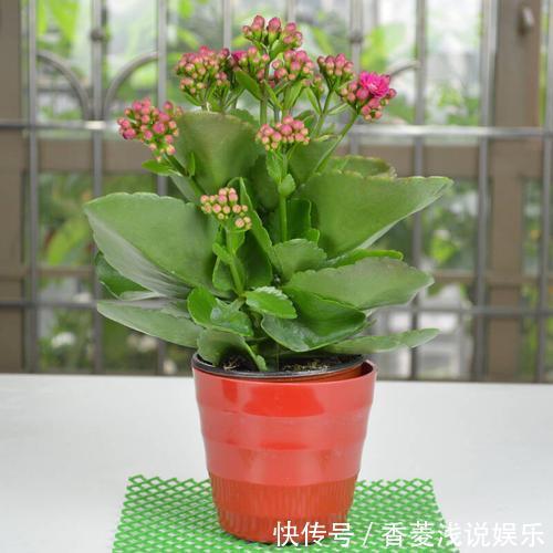 盆栽什么花草,搁阳台成一片花海?选此4款,花期长、花量大